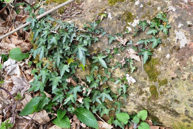 Hedera helix